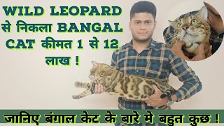 Bengal cat price in India | Care, food, breeding and costing | Why it's better than Persian cat ?