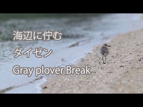 【海辺に佇む】ダイゼン Gray plover Break