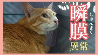 瞬膜 Youtube