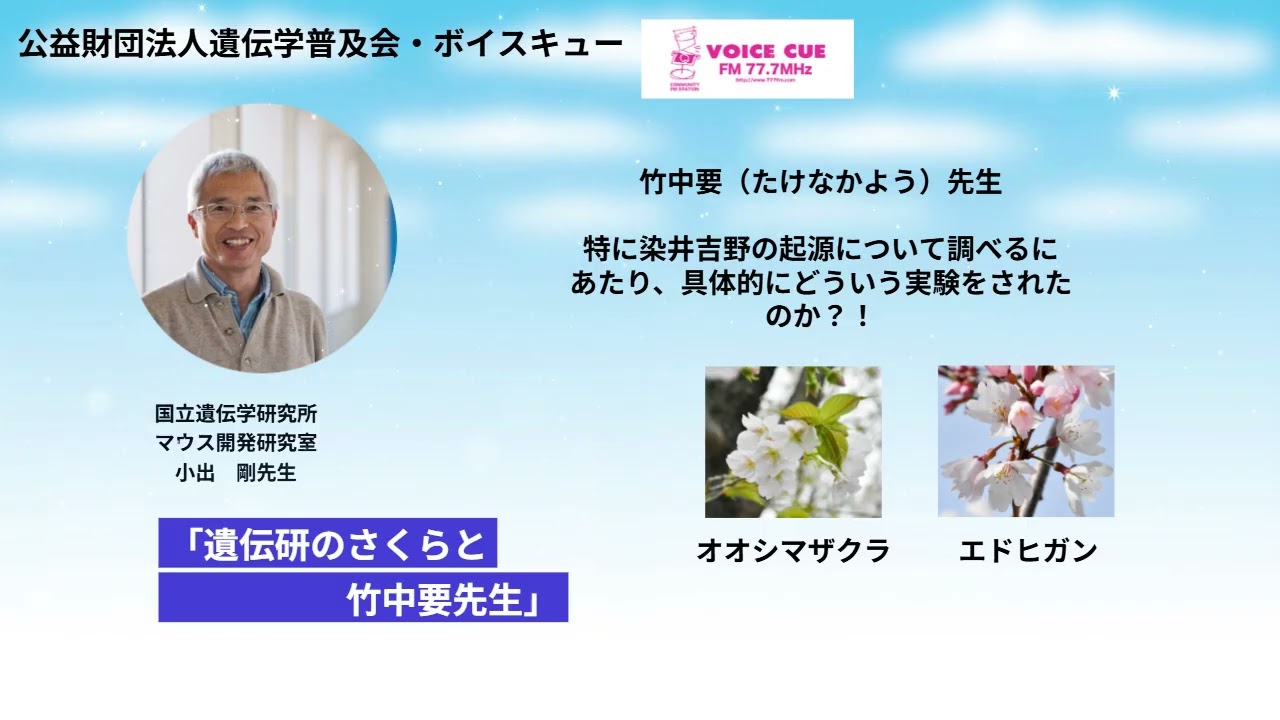 きゅんです！サイエンス｜遺伝研のさくらと竹中要先生 　国立遺伝学研究所・小出剛先生