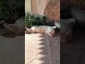 40 good little nice cat cats pet pets #cat #pet #кот #котик #cats #pets #animals #animal #catvideos