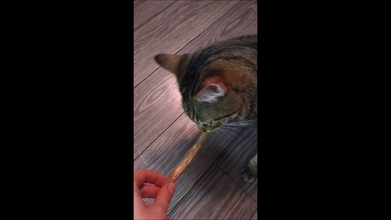 Cats Try Matabi Sticks YouTube