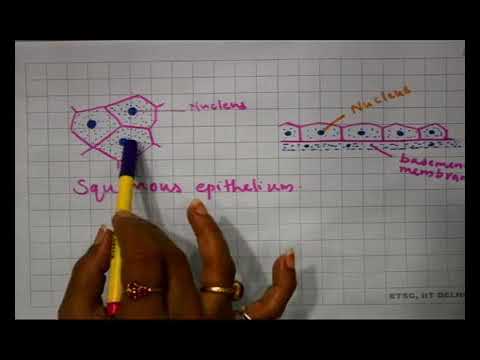 Bio class11unit 05 chapter 01 structural organization-structural organization in animals lecture-1/4