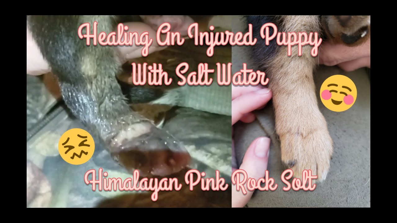 Can You Put Salt Water On A Dog Wound