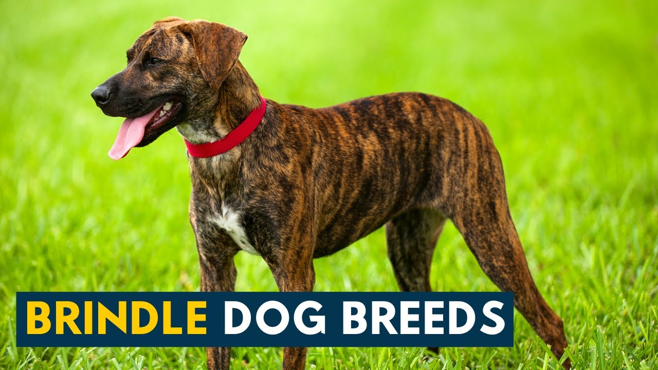 breeds of dogs with brindle coats