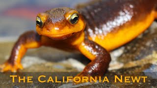 The California Newt