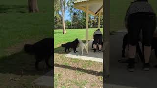 Belgian Shepherd with labradoodles #dog #belgiansheepdog #groenendael #funnydog #belgianshepherd