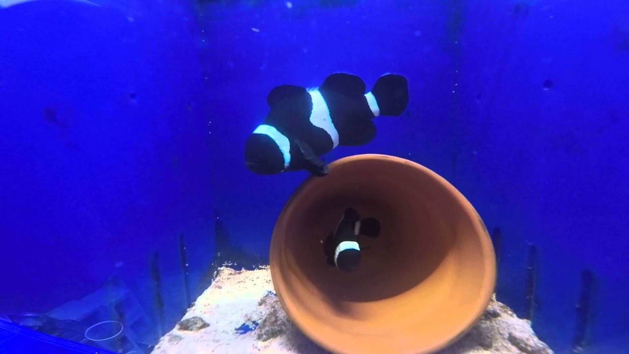 camera iphone 8 plus apk True Wild Darwin's Spawning