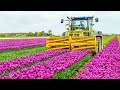 How 2 billion tulip bulbs are produced and harvested  tulips cultivation technique in green house