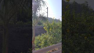 main shehara bandh ke....💯👌 #shorts #trending #viral #video #song #nature 🌿😍 @AryaNaturalVibes