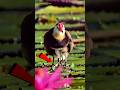 इस पक्षी के इतने सारे पैर 😨⁉️#didyouknow #jacana
