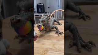 #dragon #animals #cutebaby #cutedragon #cute