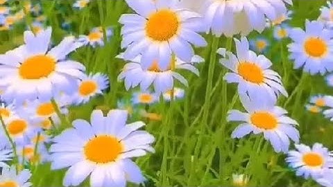سورة الزمر ٢٢ الى ٣١ بصوت أيمن السويد 🌸🌸