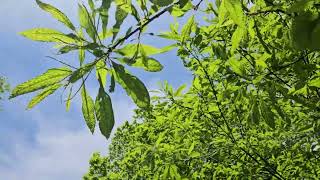 Castanea sativa 'Asplenifolia' kaštanovník jedlý