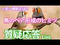 鳥のペア形成のヒミツ 　一夫一婦制とは？　【質疑応答ライブ】