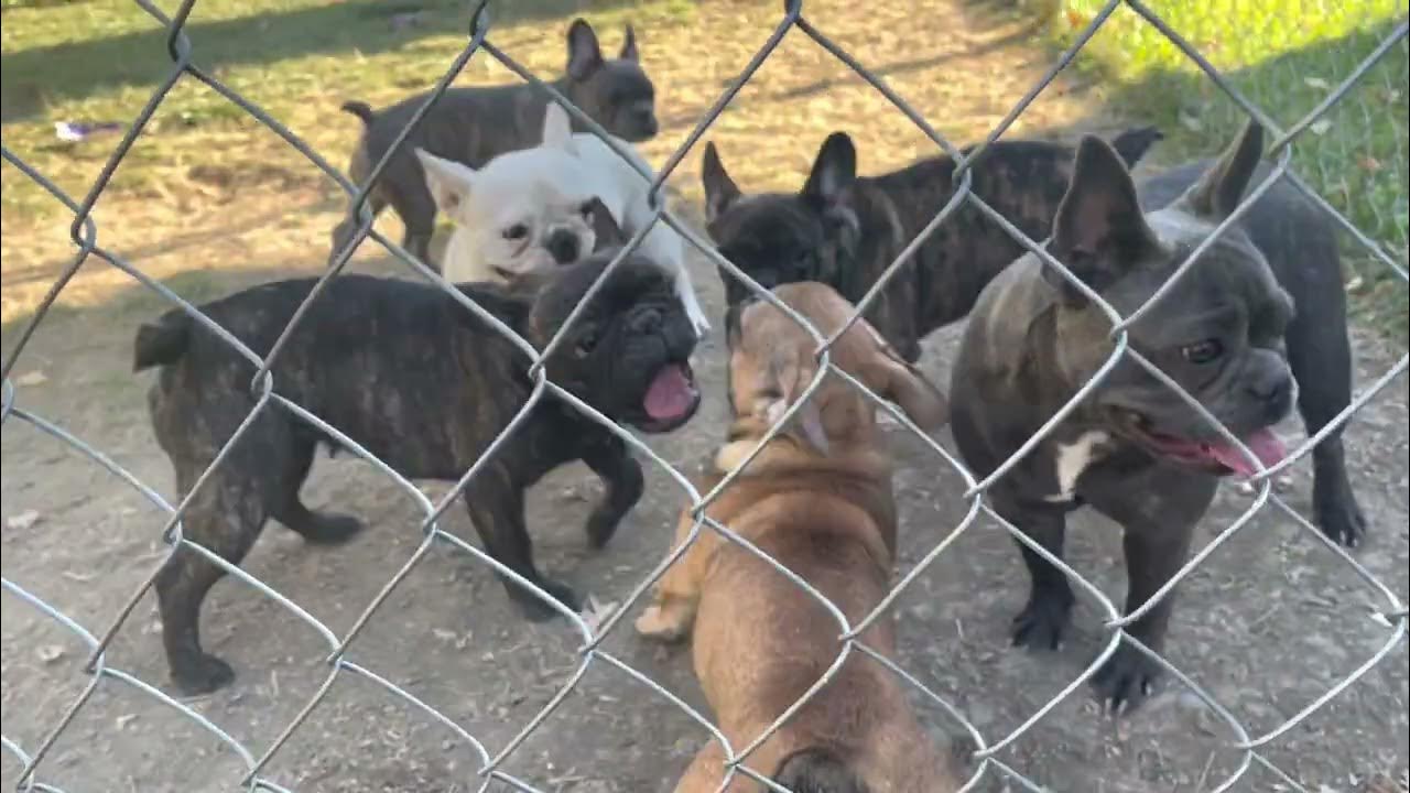 Pac behavior when female is in heat new akc french bulldog kennel