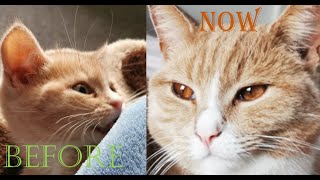 Simba Before And After | Kitten To Adult by We Love Cats 37 views 2 years ago 2 minutes, 15 seconds