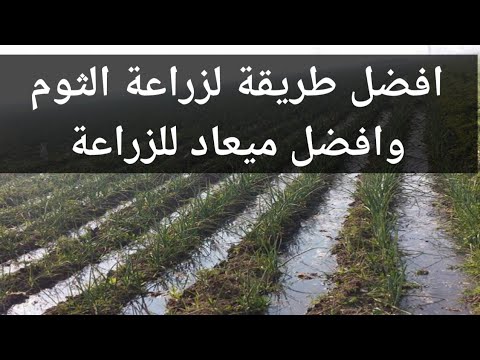 افضل ميعاد لزراعة الثوم منتصف شهر أكتوبر وافضل طرق الزراعة زراعةالثوم