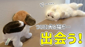 Nan Nan Back Skip Navigation Search Search Sign In Home Home Explore Explore Shorts Shorts Subscriptions Subscriptions Library Library History History Play All ねこべや ポムさんとしまちゃん 443 Videos 133 Views Last Updated On Aug 4