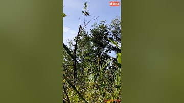 Edisi Memikat Serindit || Port baru || Suara Pelapis No 2 Gacor Memanggil