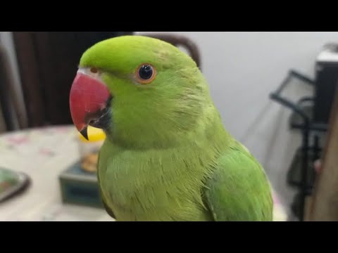 Adorable Ringneck Talking Parrot