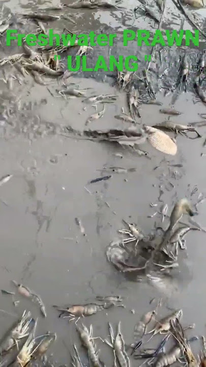 FRESHWATER PRAWNS ' ULANG ' in TAGALOG #fish #shrimp #fishingvideo #fishpond