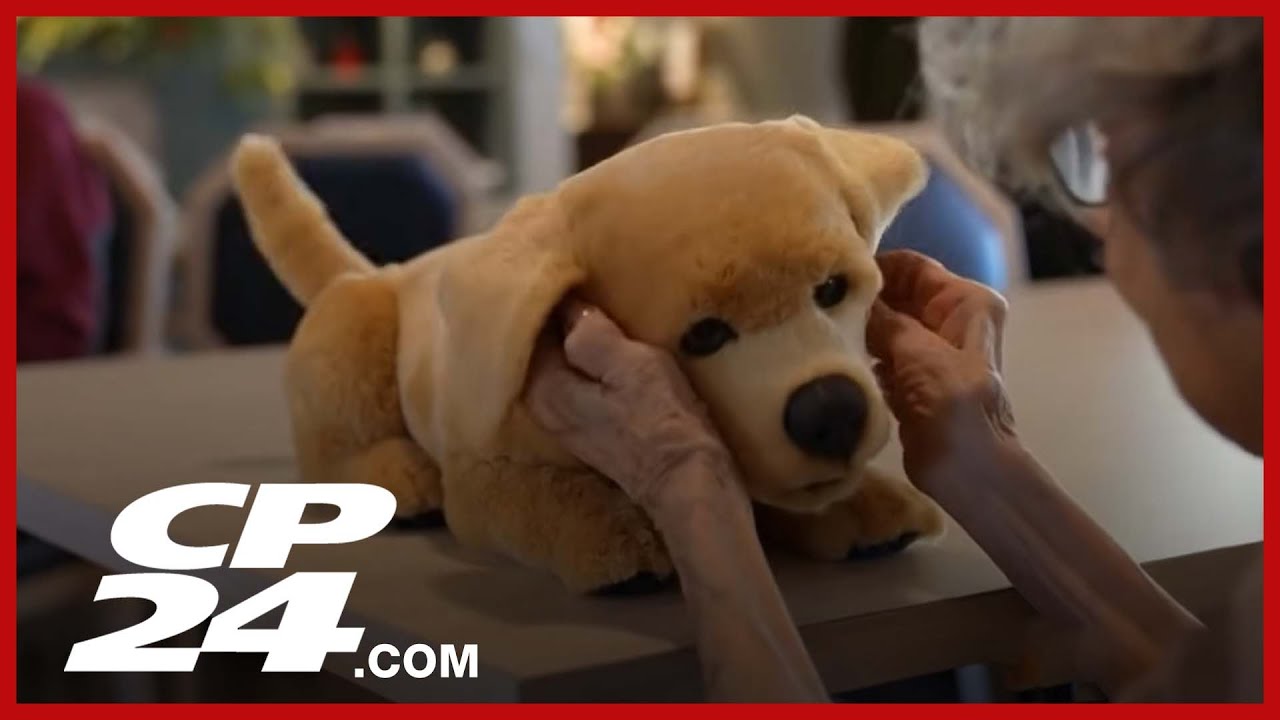 A.I. pet dog that doesn't need walking or feeding - YouTube