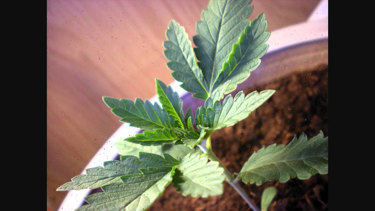 First Indoor Grow Day 12 Growing beautifully
