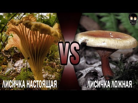 ВАЖНО! | ЛИСИЧКА НАСТОЯЩАЯ VS ЛИСИЧКА ЛОЖНАЯ | КАК ОТЛИЧИТЬ