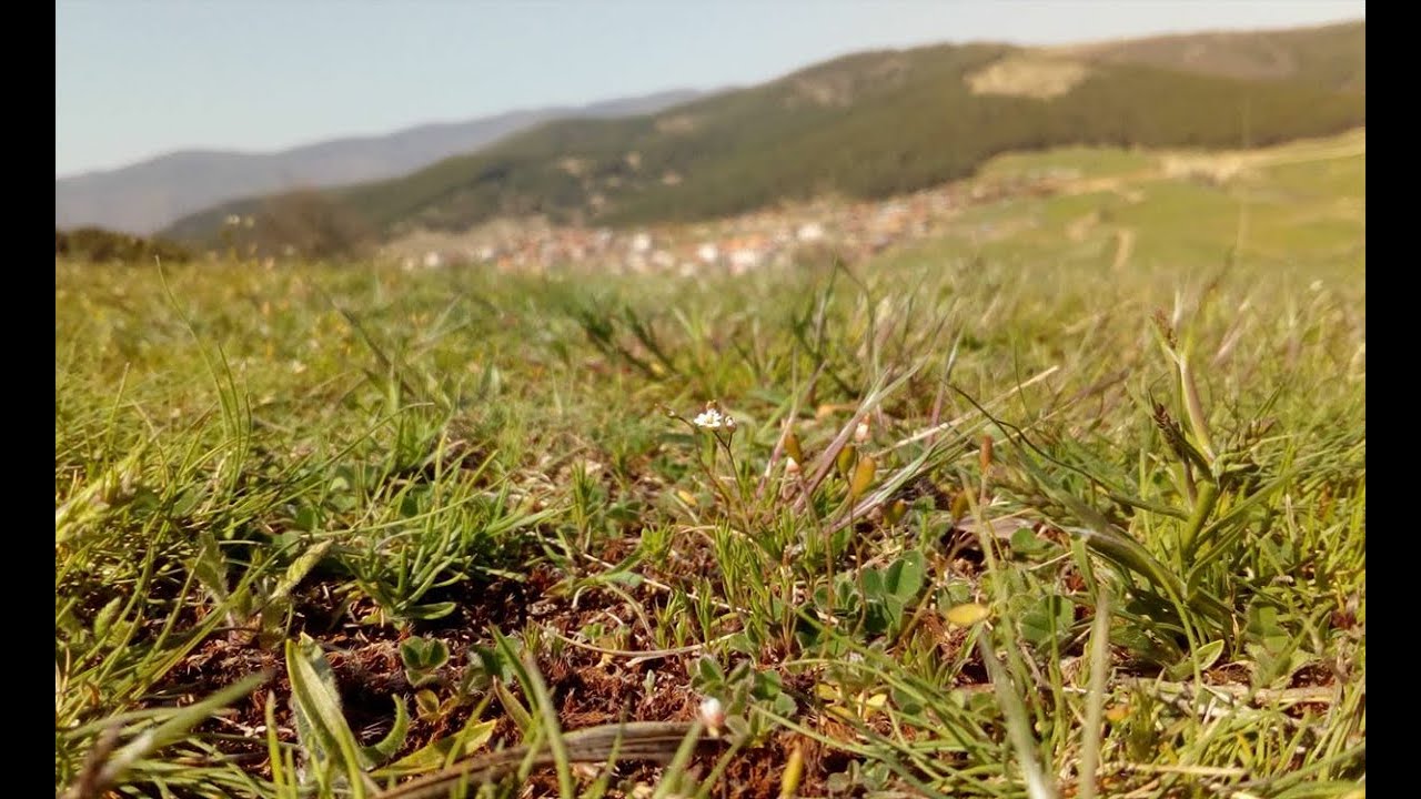 Орк. Изгрев Микс 2019