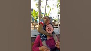 Great Best Video Of Animals SokYaa , Phao And ToTo Are Harmony and Fun WILL MAKE YOU SMILE