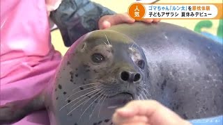 ゴマフアザラシの子ども「ルン太」が人気イベント「ひざ枕体験」デビュー　三重・伊勢シーパラダイス (21/08/19 17:15)