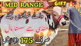 Sirf 175K Me | Mandi Se SASTA Maal | Bakra Eid Season 2024