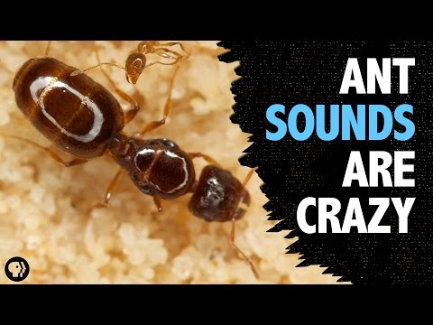 Video: Does An Ant Have Ears? What Does The Ant Hear? - Alternative View