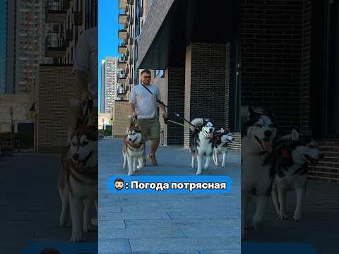 Прогулка с хаски.
