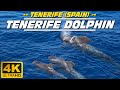 Whale & Dolphin watching excursion (Tenerife - Spain)