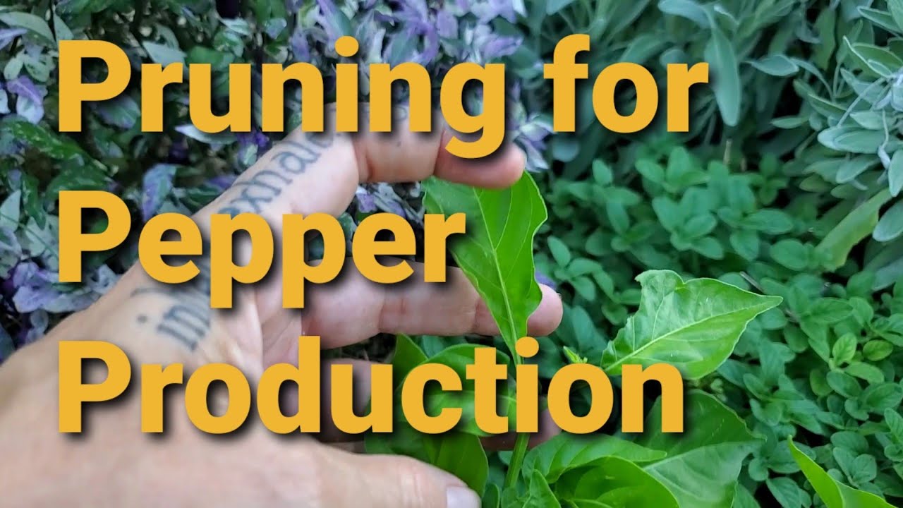 How to Prune Pepper Plants for Production quick and dirty