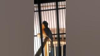 Tledekan pitak suara meong