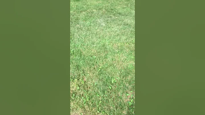 Trampoline