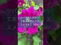 前世はツバメだった製作者が作りました #つばめ #ツバメの巣 #birds #孵化間近#youyou