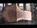 OneOak tree at the sawmill