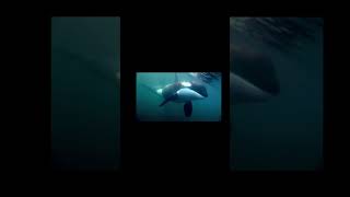 Orca vs Predator X #orca #pliosaurus #shorts #shortvideo #killerwhale #whales #cetaceans