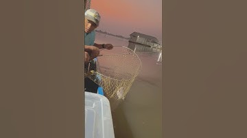 Lên cá bè An Phong #camr1 #camr2 #camr3