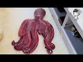 Korean Street Food OCTOPUS POHANG KOREA Seafood 포항 죽도시장 문어