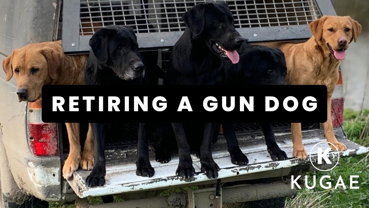 Почему и когда следует отправить охотничью собаку на пенсию | Признаки, возраст, здоровье и рабоч...