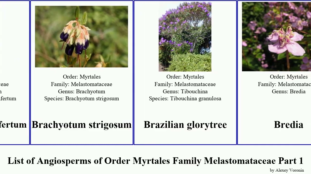 List of Angiosperms of Order Myrtales Family Melastomataceae Part 1 blakea clidemia brachyotum ash
