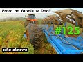 Praca na farmie w Danii #125 | Work on the farm in Denmark #125 orka zimowa winter plowing