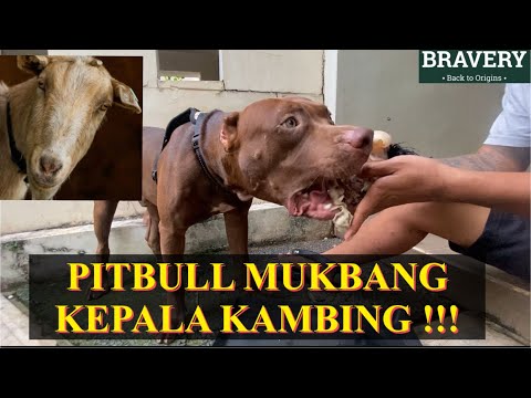 Video: Kepala Ikan Anjing Mengekalkan Sultan Sours Dengan Ales Liar Kecil Kecil