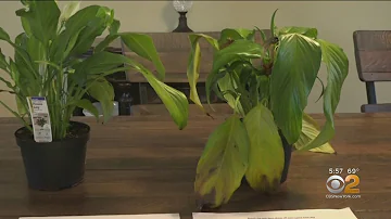 Student's Science Project Experiments On Bullying Plants