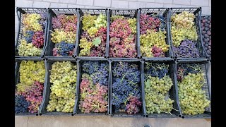 Морозоустойчивые сорта винограда : Клубничный,Изумление,Ютал,Барсум,Леди Патриция ...